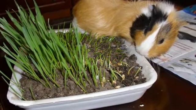 My pet смотреть онлайн