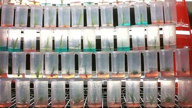 Plant Tissue Culturing at Home: DIY Genetic Horticulture смотреть онлайн
