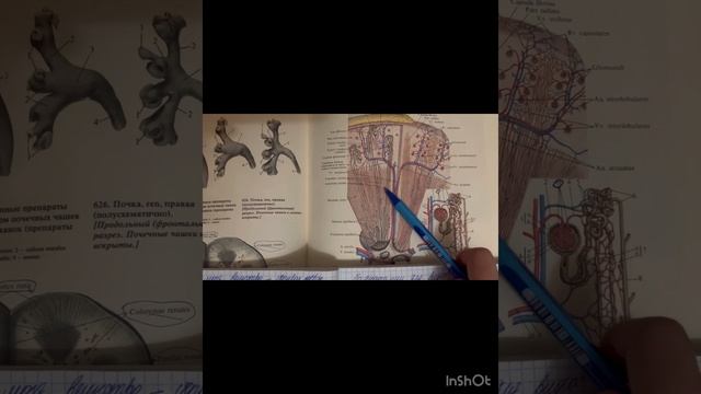 Organa Urinaria 🔆