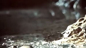 Возникновение жизни на Земле. Киевнаучфильм, 1973