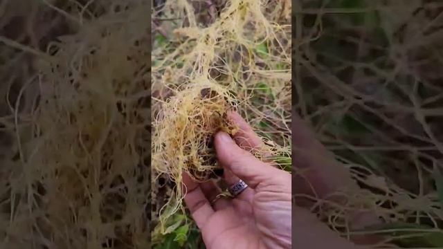 Parasitic plants смотреть онлайн