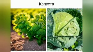 Овощи и фрукты до селекции.