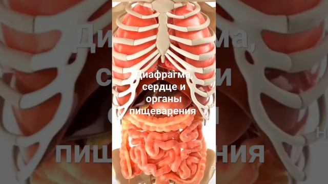 диафрагма влияет на сердце и пищеварение