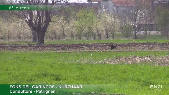 SERBIA 2019   PROVE PRIMAVERILI   CACCIA A STARNE CONTINENTALI ESTERI   BATTERIA 10 DEL 7 APRILE