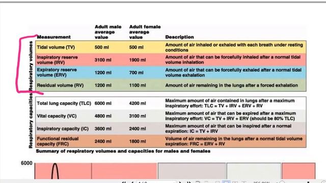 232L Ex. 36, 37 Respiratory System смотреть онлайн