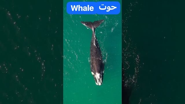 What does 🐳 whale mean in Lebanese Arabic dialect? #levantine #learnarabic #arabic #animals #fish смотреть онлайн