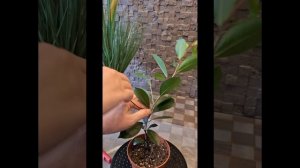 Фикус микрокарпа Гинсенг. Формирование ствола в стиле Мойоги и Дерево на камне. 13.05.2024г.