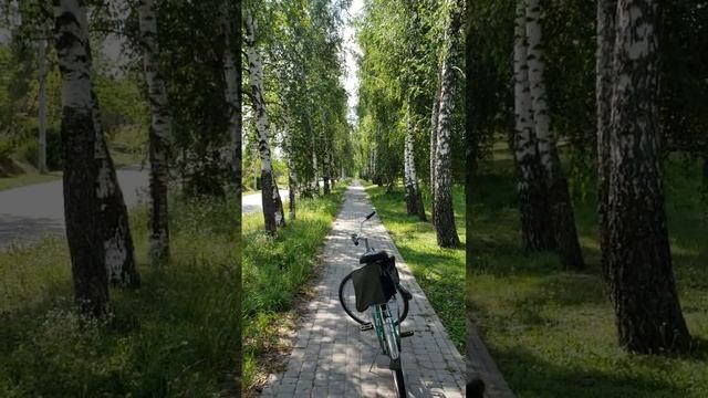 240709 Красивая берёзовая аллея деревня Кондырево посёлок Замезенский улица Лесная берёзы город Орё смотреть онлайн