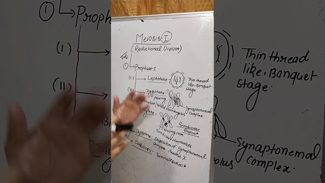 Meiosis I Prophase I Stages Neet