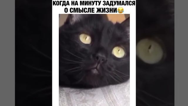 КОГДА НА МИНУТУ ЗАДУМАЛСЯ О СМЫСЛЕ ЖИЗНИ