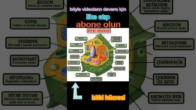 bitki hücresi #keşfet #biyoloji #fenbilimleri #hücre #organel смотреть онлайн