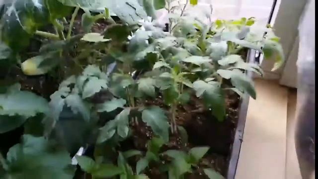 ТЕСТИРОВАНИЕ ТОМАТЫ смотреть онлайн