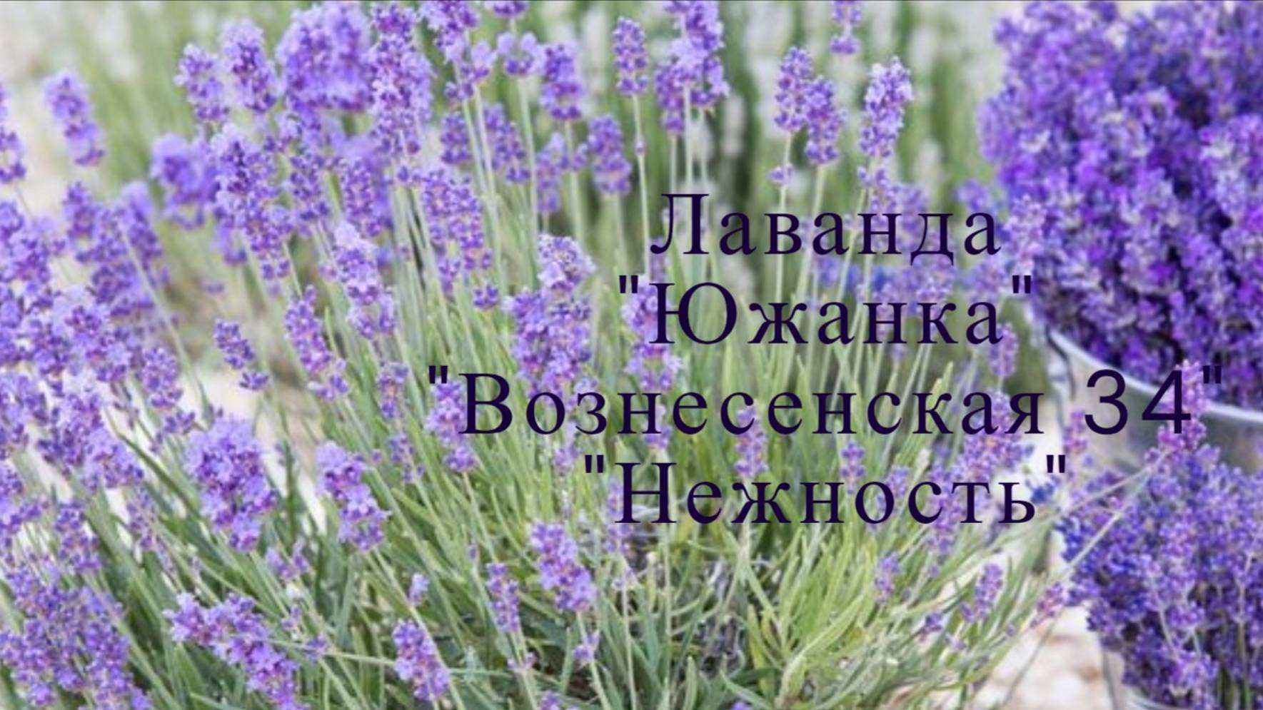 Сравниваем сорта лаванды. Сорт " Южанка", " Вознесенская 34" и "Нежность" смотреть онлайн