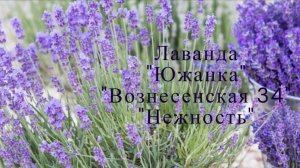 Сравниваем сорта лаванды. Сорт " Южанка", " Вознесенская 34" и "Нежность"