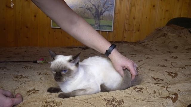 THA b33 boy Mars Gamlet, 6,5 months смотреть онлайн