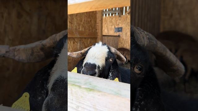 Необыкновенный красавец! Прекрасные животные!!!