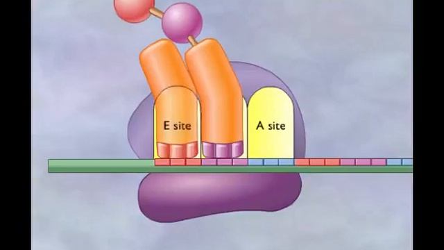 Process Of Translation (Protein Synthesis) In Easy Way (Animation)