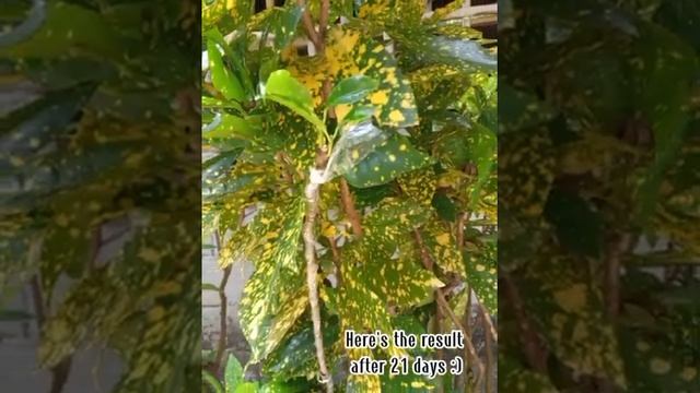 Steps Of Cleft And Crown Grafting