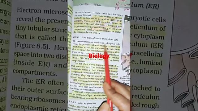 Endoplasmic reticulum//golgi apparatus#biologyclasses#11biology classes#ER#videos смотреть онлайн