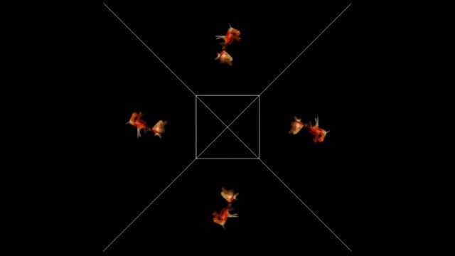 3D hologram goldfish project by Muzi смотреть онлайн