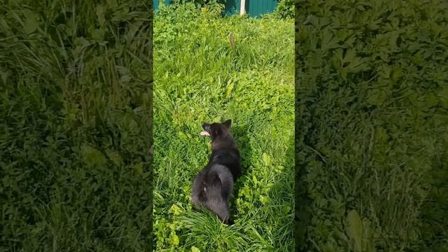Проверяем рефлексы. смотреть онлайн
