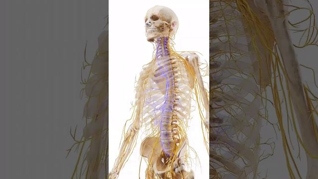 Autonomic Nervous System(ANS).. смотреть онлайн