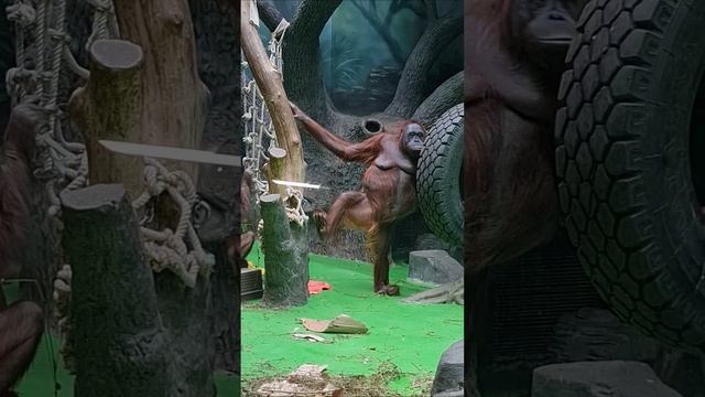 🔥Один день из Жизни Предков 😁Московский зоопарк.#московский зоопарк #москва