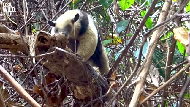 OSA WILD - Sustainable Tourism