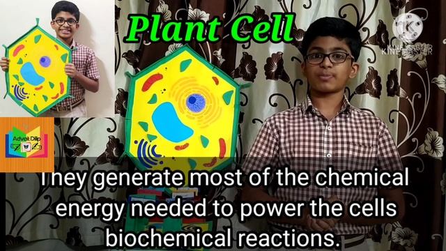 Plant cell Biology Project for School Science Exhibition | Prize winning Project |Part - 2| Advait смотреть онлайн