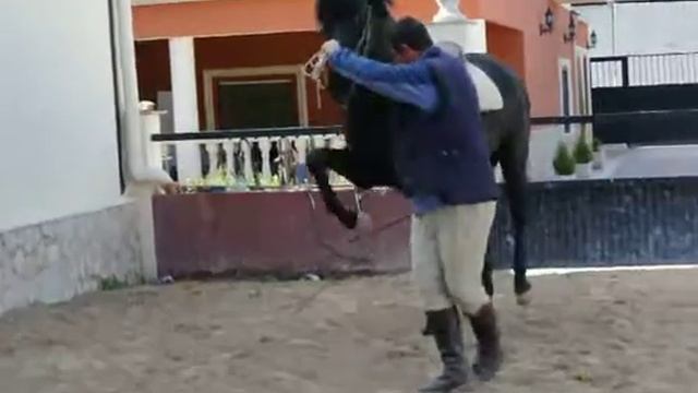 Тренировка с молодым конем www.spanishhorse.ru смотреть онлайн