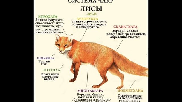 схема жевотных смотреть онлайн