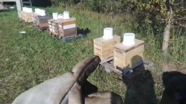 как будут зимовать пчёлы в моих ульях смотреть онлайн