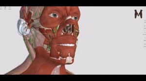 Мимические мышцы лица - детальный обзор 3д