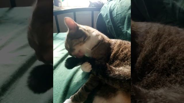 Roxy Cerebella Hyperplasia(1)