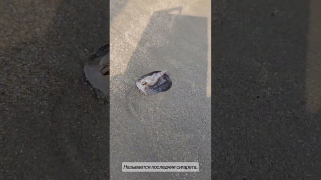 Смертельная ракушка. Бангладеш 🇧🇩 Кокс базар #bangladesh #дакка #поехавшие #путешествия #гринсити