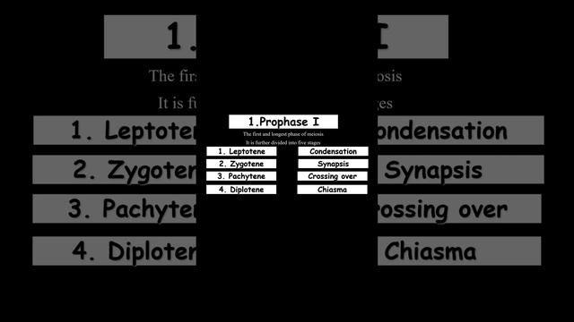 Stages of Prophase I (Meiosis I) Watch on YouTube 