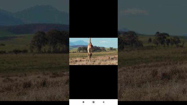 AFRICAN GIRAFFE 🦒🦒 смотреть онлайн