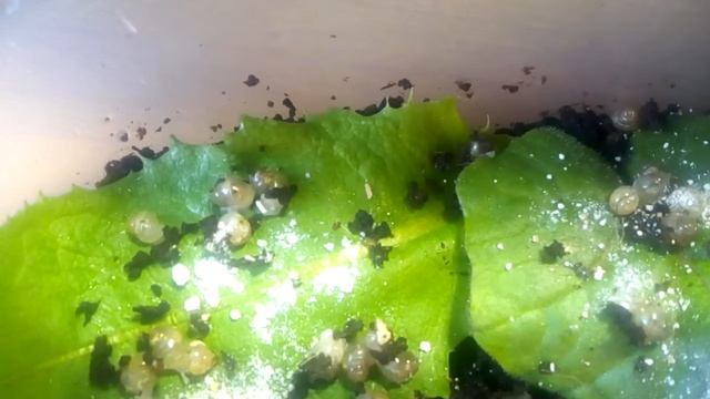 Улитята подросли им сегодня 5 дней и они охотно кушают))