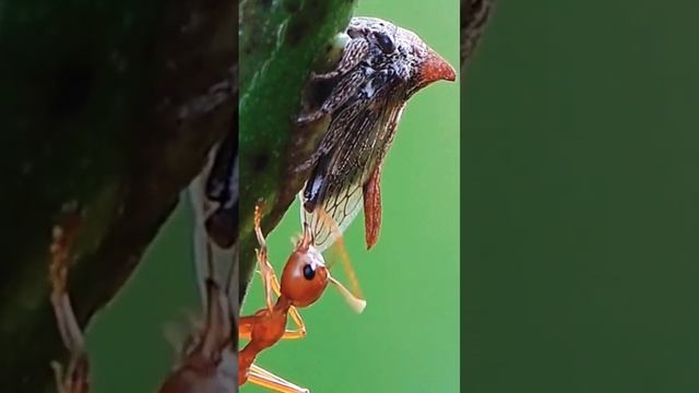 Honeydew From Tree Hopper #ants #smartwork #hardwork #mutualism