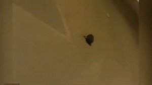 Бобр Курва - Откуда Мем? История Мема - Курва Бобр