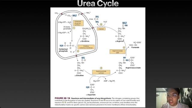 Amino Acid Metabolism смотреть онлайн