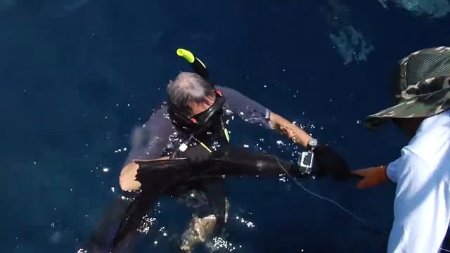 How Animals See the World: Swimming Like A Bill Fish How Animals See it смотреть онлайн