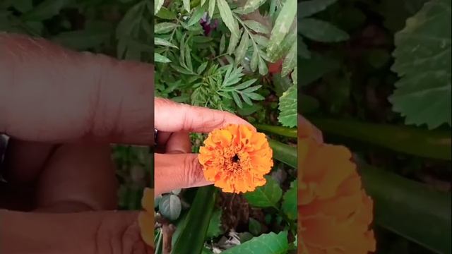 Marigold flower my kitchen garden смотреть онлайн
