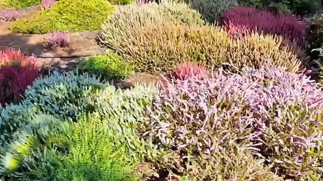 Вереск обыкновенный