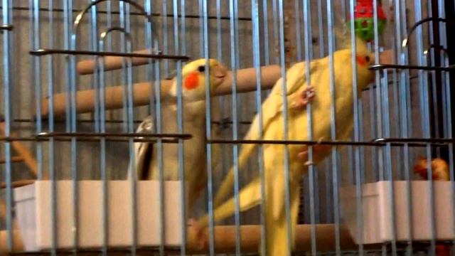 Самец кореллы поет самке. смотреть онлайн