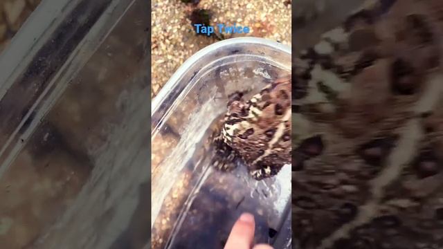 My frog buddy смотреть онлайн