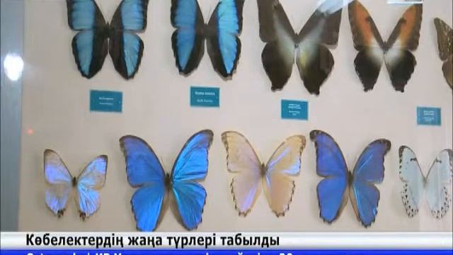 Ертіс қойнауынан көбелектің жаңа түрлері табылды