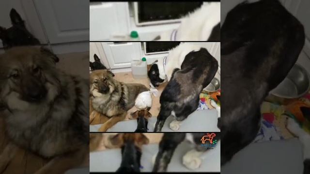 Куна, путь к "спинальной походке" смотреть онлайн