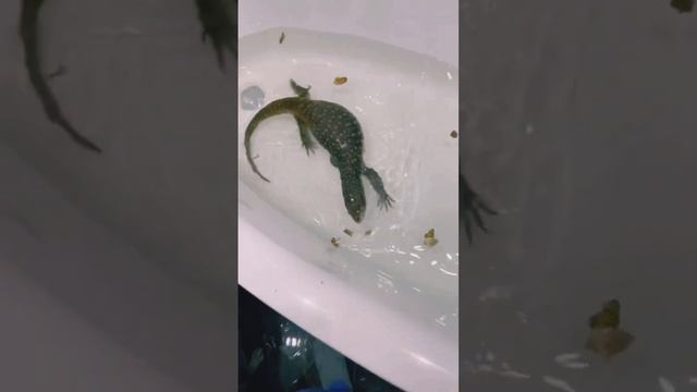 Снимаю шкуру с варана🙈