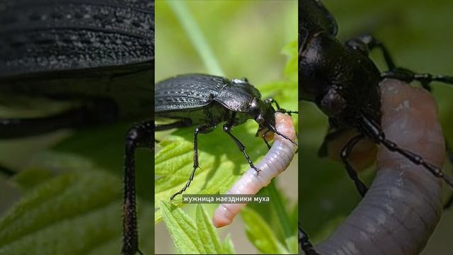 Кто поедает насекомых в огороде?